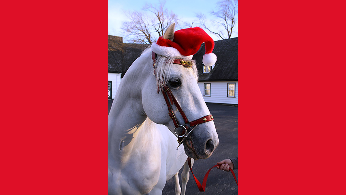 Holiday Highlight Performance at The Tempel Lipizzans